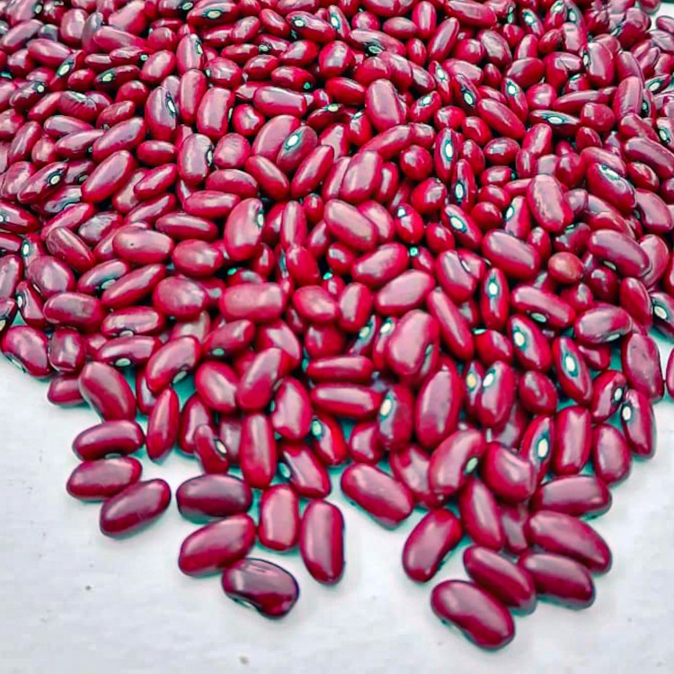 frijol rojo seda, red beans, Nicaragua, Central American beans