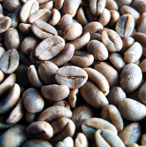 coffee, cafe oro, Nicaragua, exportacion